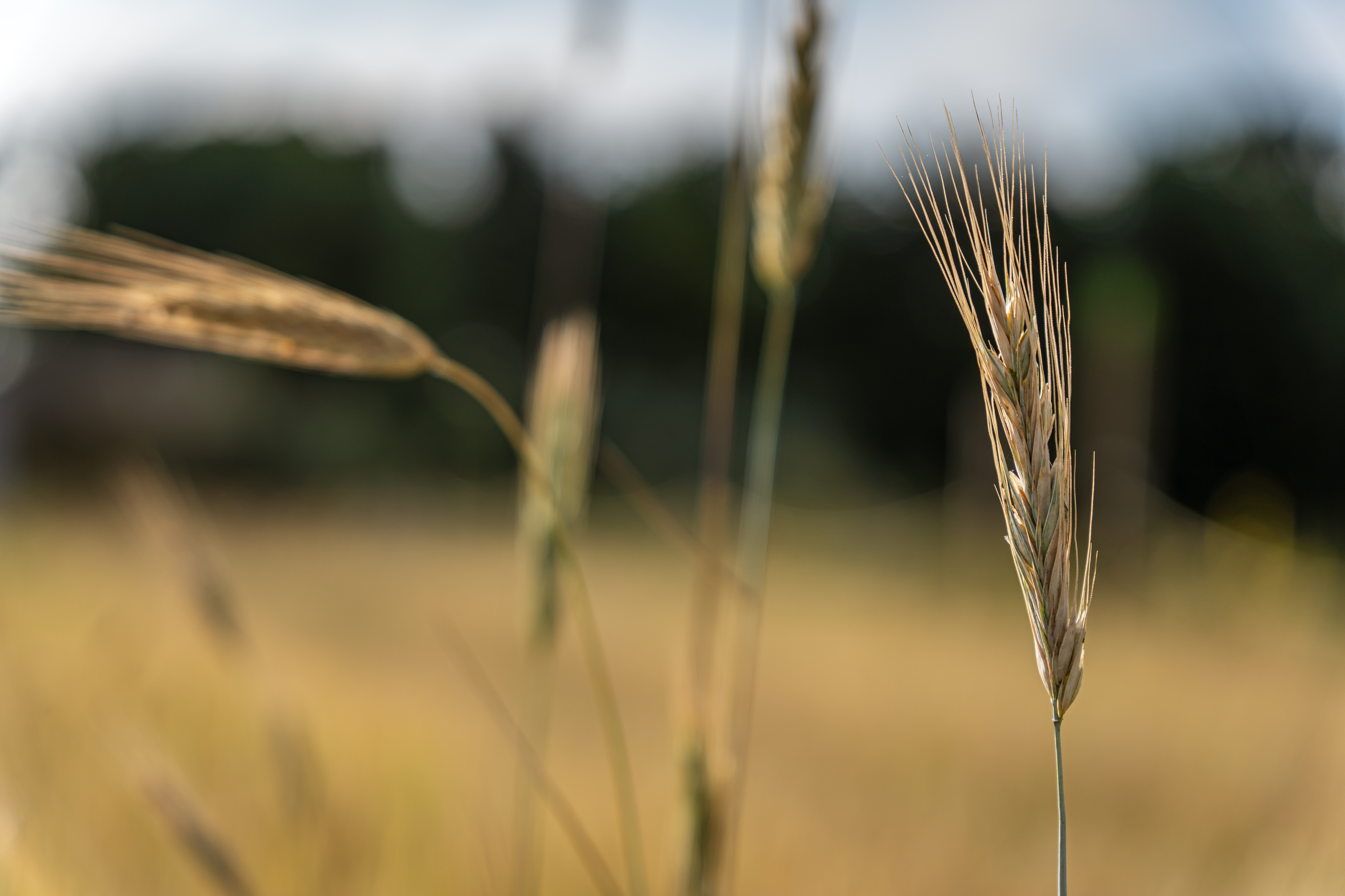 Man sieht die Ähren einer Getreidepflanze, im Hintergrund das Feld.