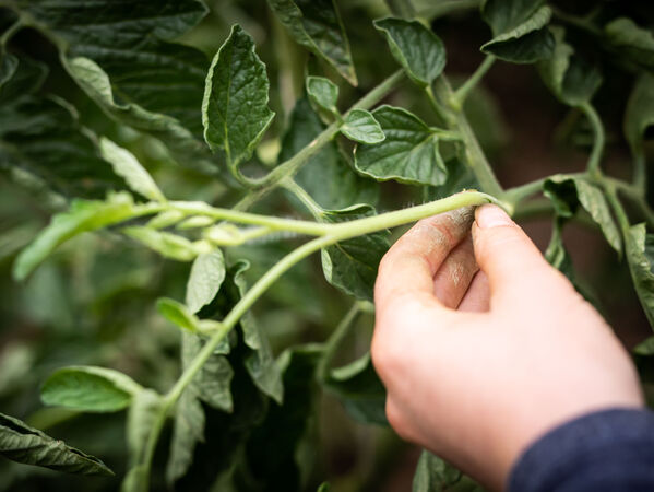 gls-bank-2022-nachhaltigkeitsbericht-biosphäre-ökologische-landwirtschaft Man sieht eine Hand, die eine Pflanze berührt.